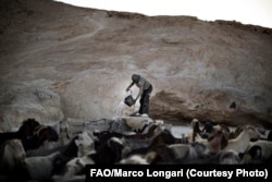 A Palestinian farmer harvests water from a well for his goats and sheep in a region suffering from water scarcity, which will get worse as planet temperatures rise.