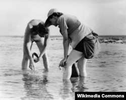 레이첼 칼슨(오른쪽)이 지난 1952년 야생동물가 아티스트인 밥 하인즈와 함께 해양 생물학 조사를 하고 있다.
