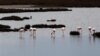 FILE - Flamingos gather in the wetlands, in the delta of the Axios, 20 miles west of the Greek city of Thessaloniki, Feb. 2, 2014. 