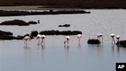 Flamingo berkumpul di lahan basah, di delta sungai Axios, 20 mil sebelah barat kota Yunani, Thessaloniki, 2 Februari 2014. (Foto: dok. AP/Photo Nikolas Giakoumidis)