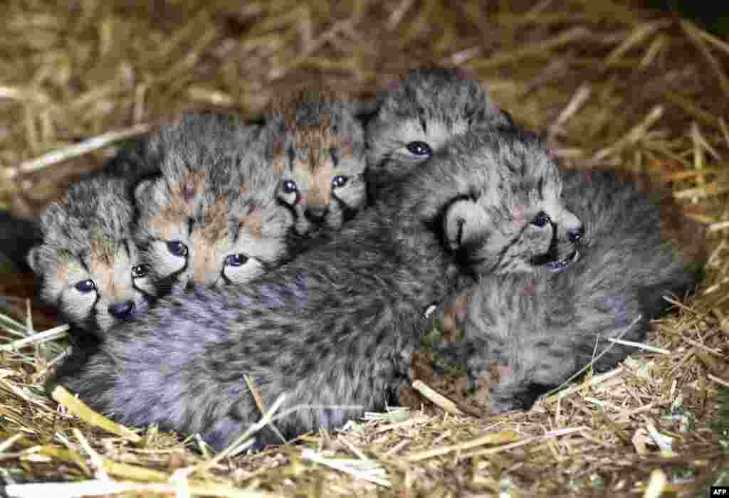 Six cheetah cubs are seen in their enclosure at the Burgers Zoo in Arnhemm, The Netherlands. Two years ago, the same female cheetah gave birth to sextuplets. A female cheetah usually gives birth to between two and four babies.