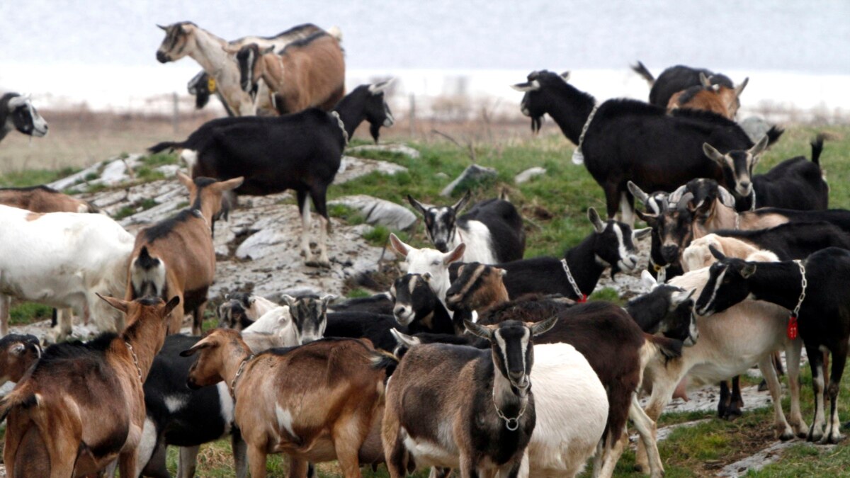 Big Bucks: Drought-hit Zimbabweans Cut Poverty, Poaching With Larger Goats - Vimarsana News
