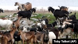 FILE: Goats have been traditionally a source of food food for millions of people in Africa, Europe, Asia and the Americas.