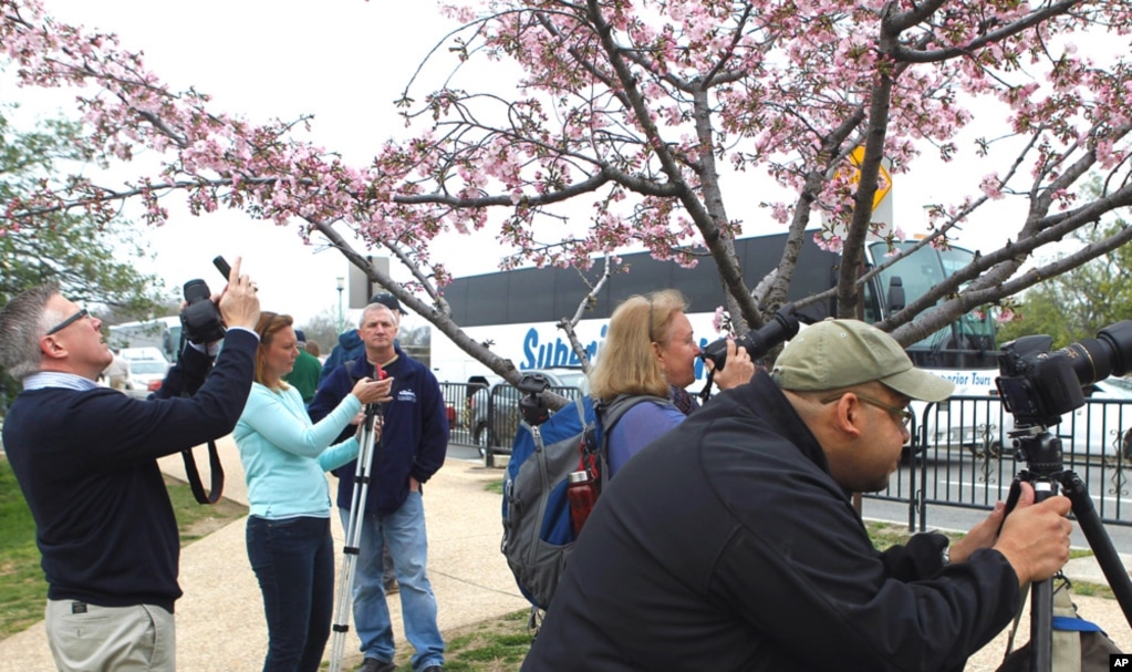 Photographer Jacques Gude (R) lines up a cherry blossom branch in Washington, March 18, 2012. (Reuters)