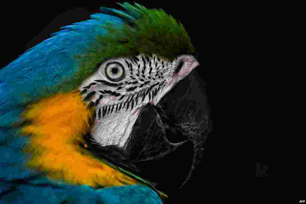 សត្វសេក Scarlet Macaw ស្វាគមន៏ភ្ញៀវទេសចរនៅខាងមុខច្រកចូលធំក្នុងអគារសួនសសត្វខ្នាតតូចមួយទីក្រុងគូឡាឡាំពួ ប្រទេសម៉ាឡេស៊ី។