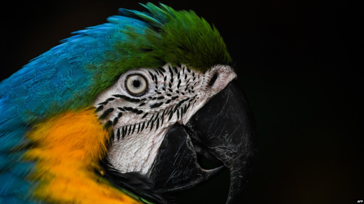 Lima Tersangka Didakwa Selundupkan Burung Langka Ke Taiwan