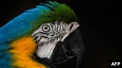 FILE - A macaw greets visitors at the main entrance of the KL Tower Mini Zoo in Kuala Lumpur, March 20, 2017.