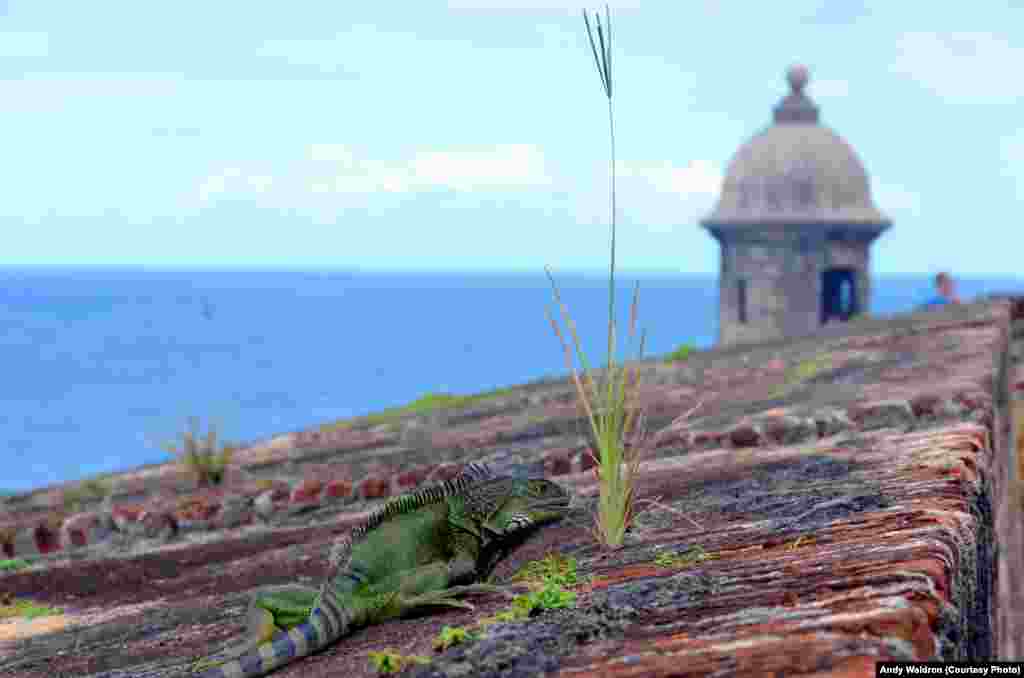 Iguana hijau umum ditemukan di Puerto Rico, meskipun bukan hewan asli pulau itu.