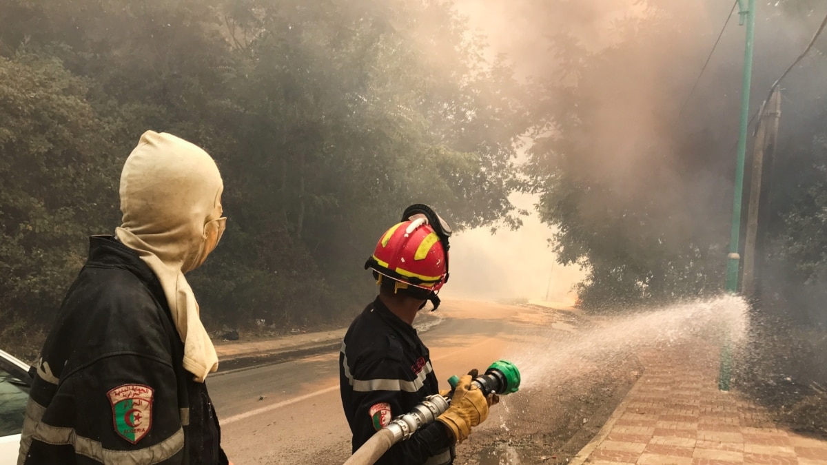 Kebakaran Hutan di Aljazair Tewaskan 65 Orang - Vimarsana News