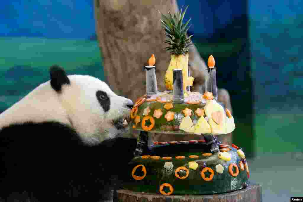 생일을 맞은 타이페이 동물원의 자이언트 판다 &#39;위안자이&#39;가 얼음과자와 과일로 만든 케이크를 맛보고 있다.