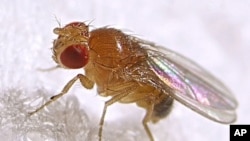 The common fruit fly, Drosophila melanogaster, is one of the most commonly used research animals.