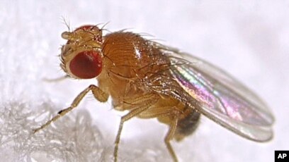 Seeing dead fruit flies is bad for the health of fruit flies – and  neuroscientists have identified the exact brain cells responsible