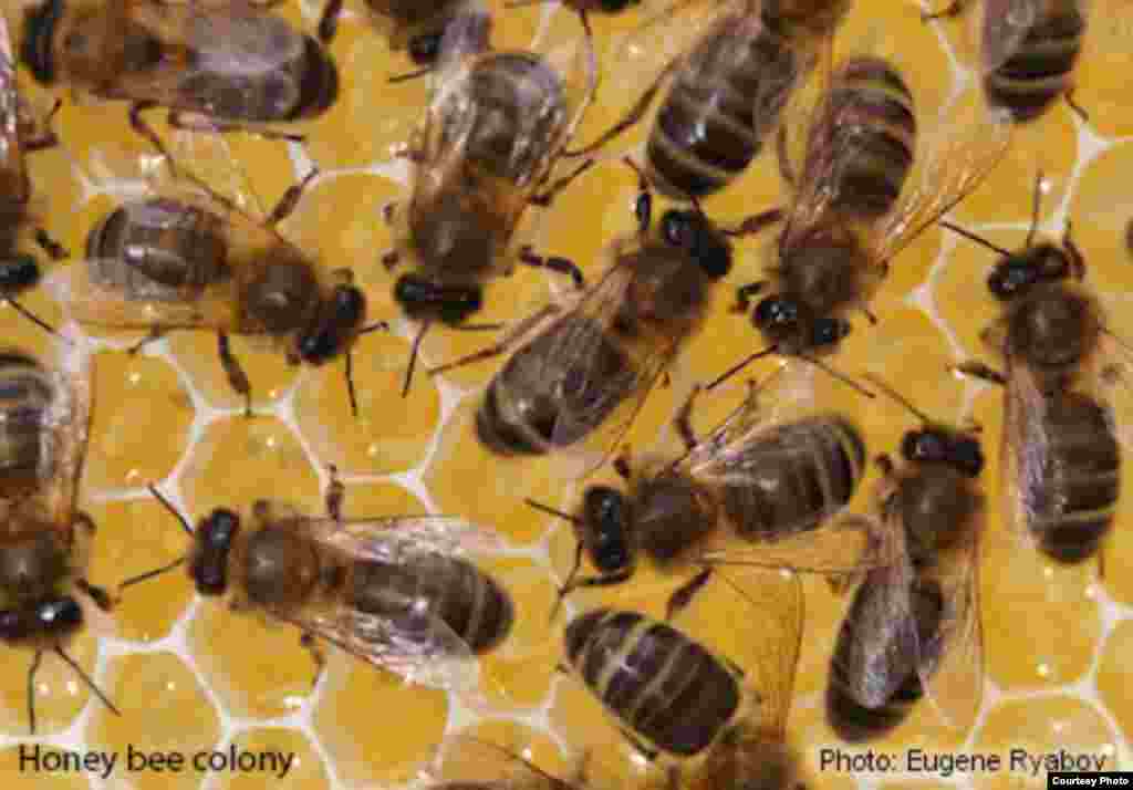 Lebah madu, yang memproduksi madu dan menyerbuki tanaman, terancam parasit dan patogen jamur dan virus, serta perluasan lahan. (Foto: Eugene Ryabov) 
