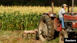 Tom Chino plows a section of his family farm in California with a tractor. Mr. Chino chooses to farm organically.