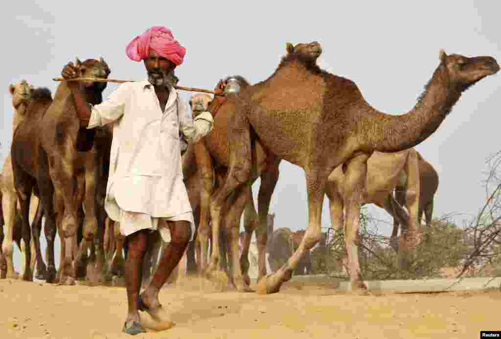 پشکر میلےمیں خاص طور پر اونٹوں کی خرید و فروخت ہوتی ہے۔