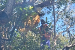 Panen madu hutan pada dahan tikung di sekitar Danau Sentarum (foto: courtesy).