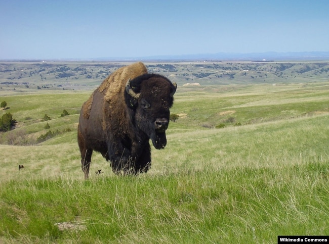 A bison in Badlands National Park, South Dakota