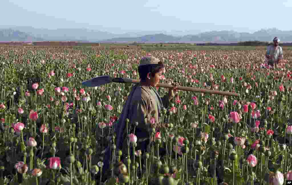 An Afghan boy carries a shovel on his shoulder as he walks in a poppy field in Zhari district of southern Kandahar province, April 11, 2016.