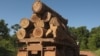 Criminals Infiltrate Timber Trade