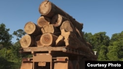 The UN says between 30 and 100 billion dollars are lost each year to the illegal trade in timber. (UNEP)