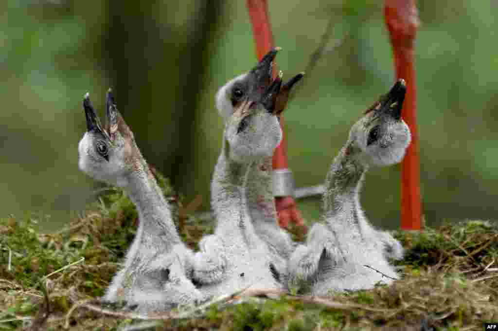 Four baby storks sit next to their parents in their nest at the Eekholt Wildlife Park in Eekholt, near Grossenaspe, Germany.