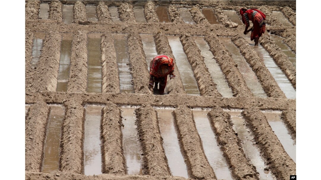 Wanita petani Pakistan menanam bibit sayur mayur di Lahore, Pakistan, 13 Juni 2014.