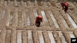 Pakistani female farmers plant seeds for vegetables in Lahore, Pakistan, June 13, 2014.