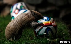This armadillo is called Norman. He has been known to predict World Cup winners.