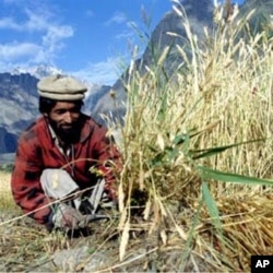 A farmer reaps wheat in Pakistan, where prices for the crop have jumped 16 percent since June 2010.
