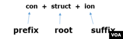 Learning just one root word in English can help you understand several words and grow your vocabulary.