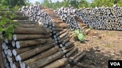 Teak timbers are stacked up at SRP Cambodia in Tbong Khmum province, Cambodia, Oct. 14, 2019. (Sun Narin/VOA Khmer)