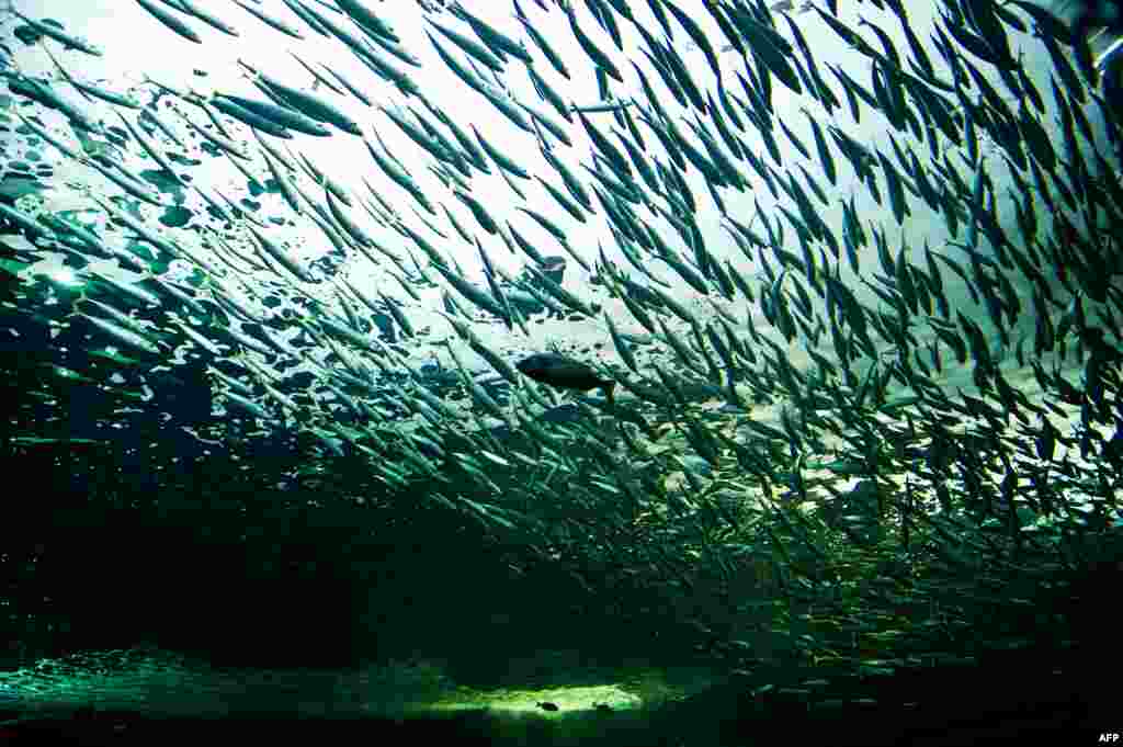 Ikan-ikan berenang di aquarium laut di kota Sevilla, Spanyol. 