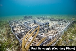 Coral seeding units being readied to be planted on a reef. Hope for Reefs hopes to seed one million global corals by 2021.