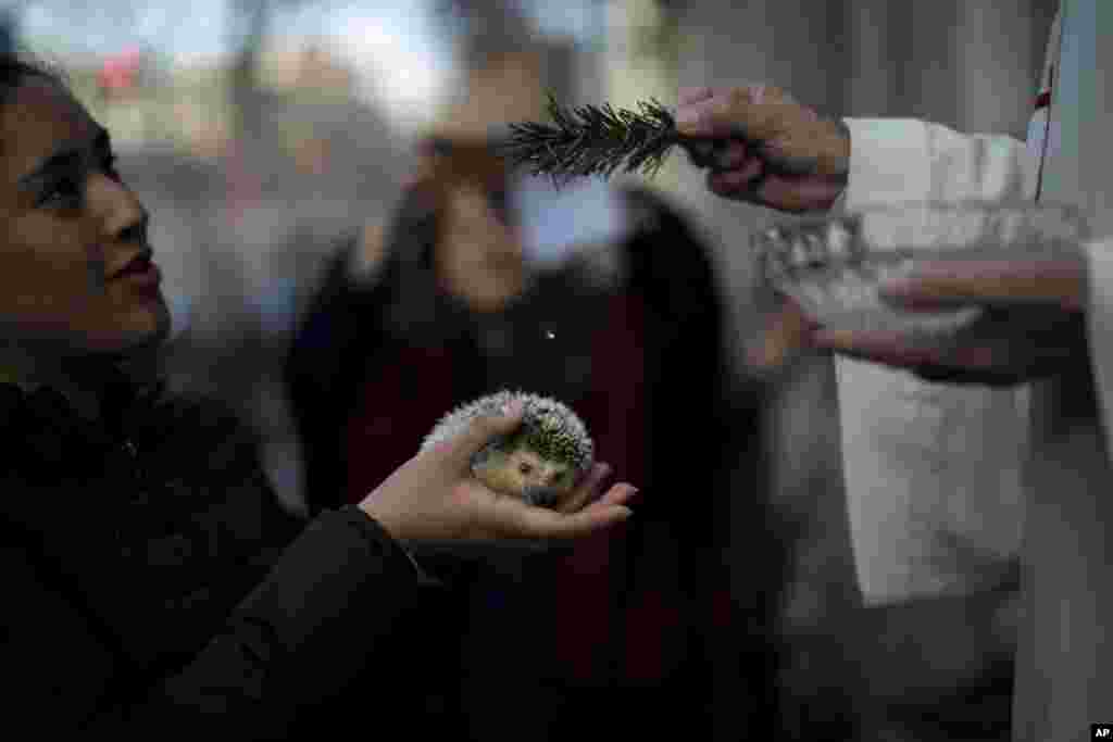 A hedgehog is blessed by a priest at the l&#39;Escola Pia church during the feast of Saint Anthony, Spain&#39;s patron saint of animals, in Barcelona.