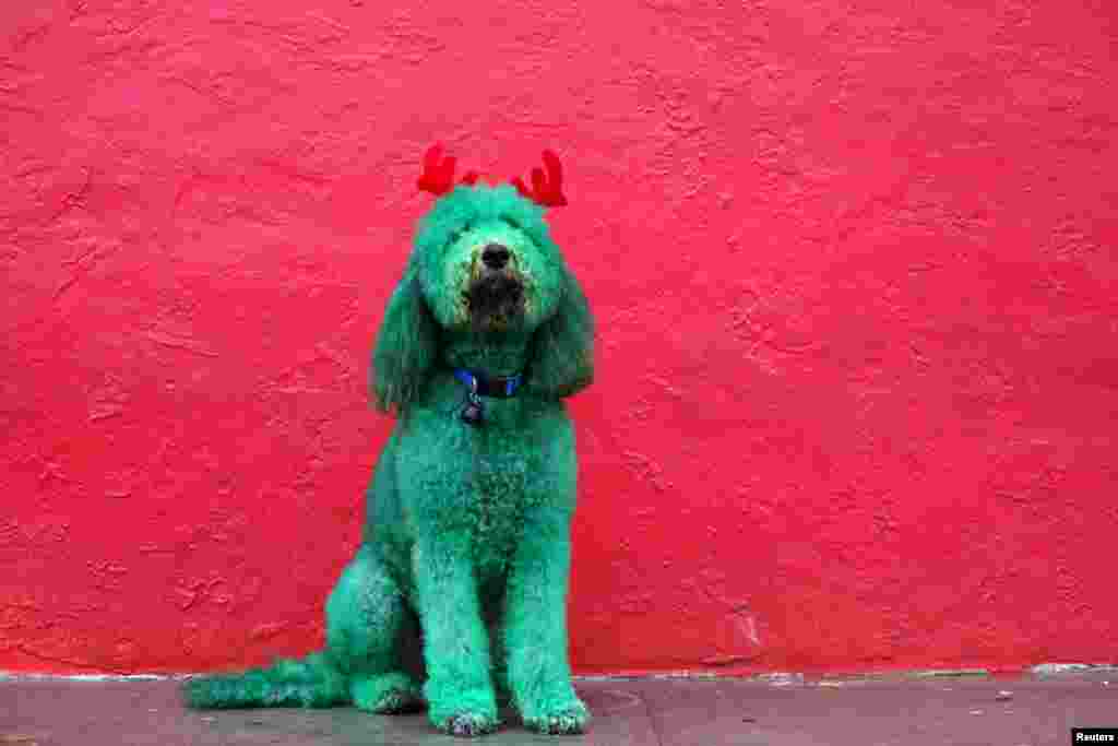 A dog, with his fur dyed green and wearing antlers made out of red fabric, poses for a photograph before participating in the Thanksgiving Day Parade in El Paso, Texas, United States, Nov. 26, 2015.