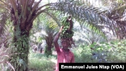 Un villageois porte un régime de bananes sur la tête à Tayap, Cameroun, 4 novembre 2017. (VOA/Emmanuel Jules Ntap)