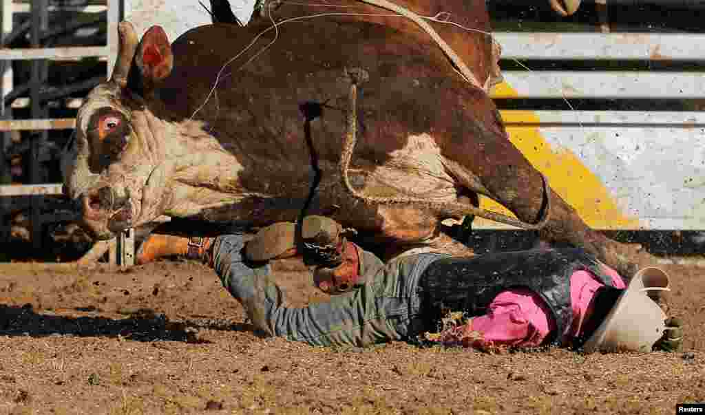 Aboriginal bull rider Sally Malay from the Kimberley region in the Western Australian outback is thrown off a bull during competition at the Deni Ute Muster in Deniliquin, New South Wales.