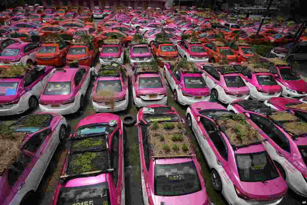 Miniature gardens are planted on the rooftops of unused taxis parked in Bangkok, Thailand. Taxi fleets are giving new meaning to the term &ldquo;rooftop garden,&rdquo; as they utilize the roofs of cabs idled by the coronavirus crisis to serve as small vegetable plots and raise awareness about the plight of out of work drivers.&nbsp;