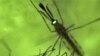 Nyamuk Tanpa Sperma Dapat Hentikan Malaria