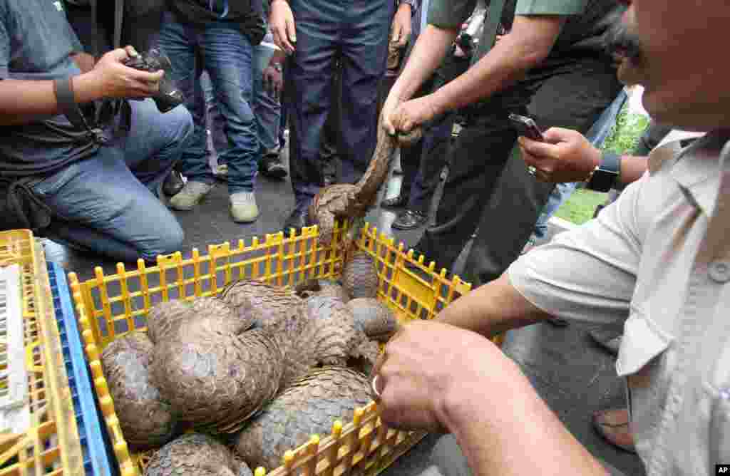 FILE - Indonesian officials show pangolins confiscated from suspected smugglers during a news conference in Medan, North Sumatra, Indonesia.