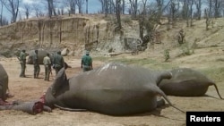 FILE - A group of elephants, believed to have been killed by poachers, lie dead at a watering hole in Zimbabwe's Hwange National Park, Oct. 26, 2015.