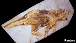 A fossil of Psittacosaurus, a little dinosaur with a parrot-like beak and bristles on its tail that roamed thick forests in China about 120 million years ago is shown in this image released Sept. 15, 2016. (Courtesy Jakob Vinther/University of Bristol and Bob Nicholls)