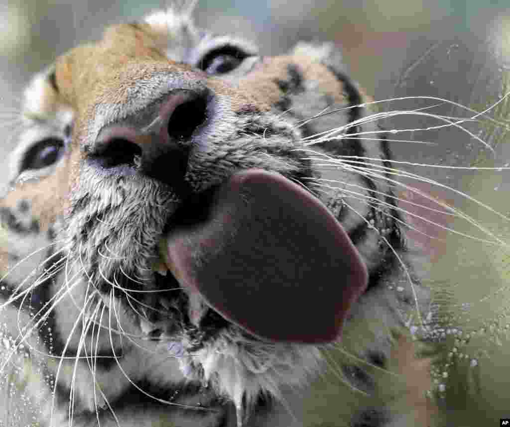 A Bengal tiger named &quot;Pnoy&quot; licks the glass cage as he takes a bath at Malabon Zoo in Malabon city, north of Manila, Philippines.