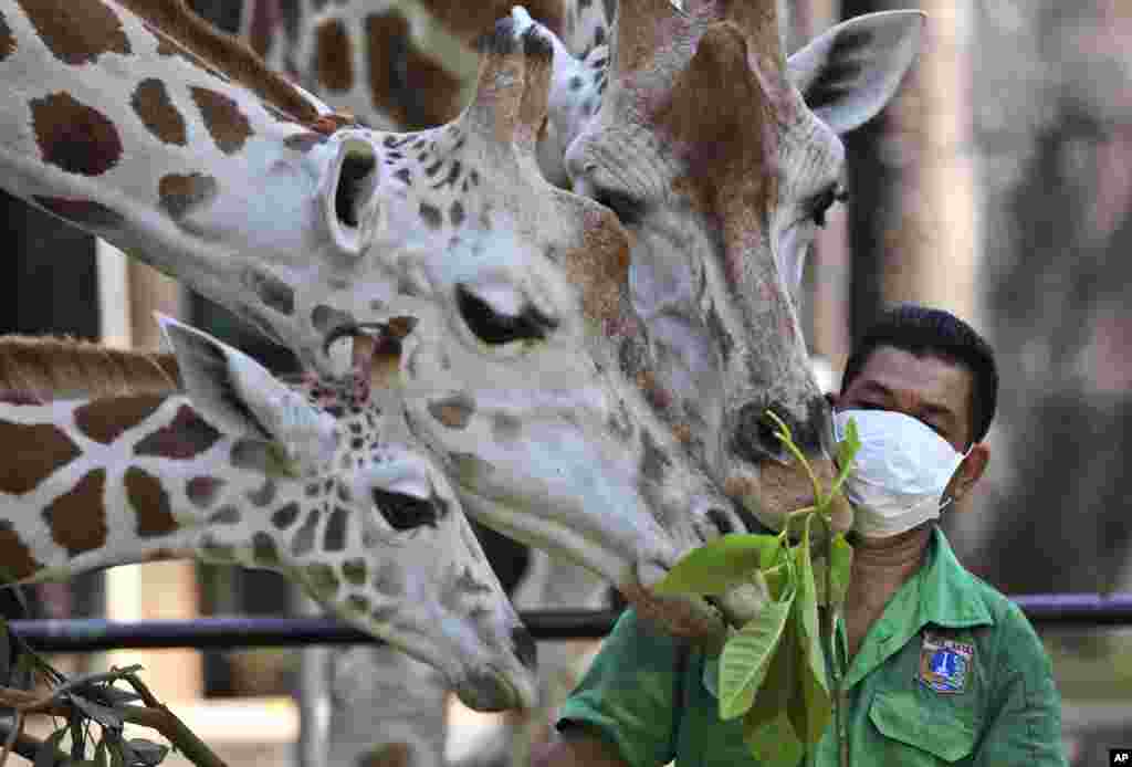 A keeper feeds giraffes at Ragunan Zoo prior to its reopening this weekend in Jakarta, Indonesia.