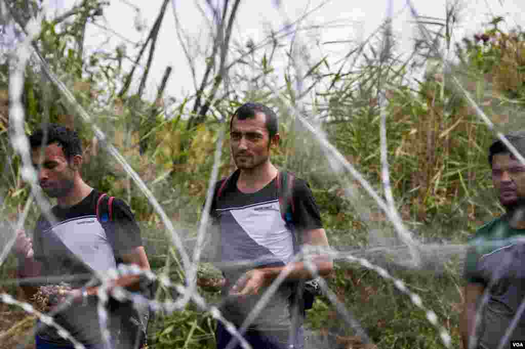 Groups of migrants were walking on the Serbian side of the four meter high Hungarian border fence Tuesday, searching for an entry point, Sept. 15, 2015. (A. Tanzeem/VOA)