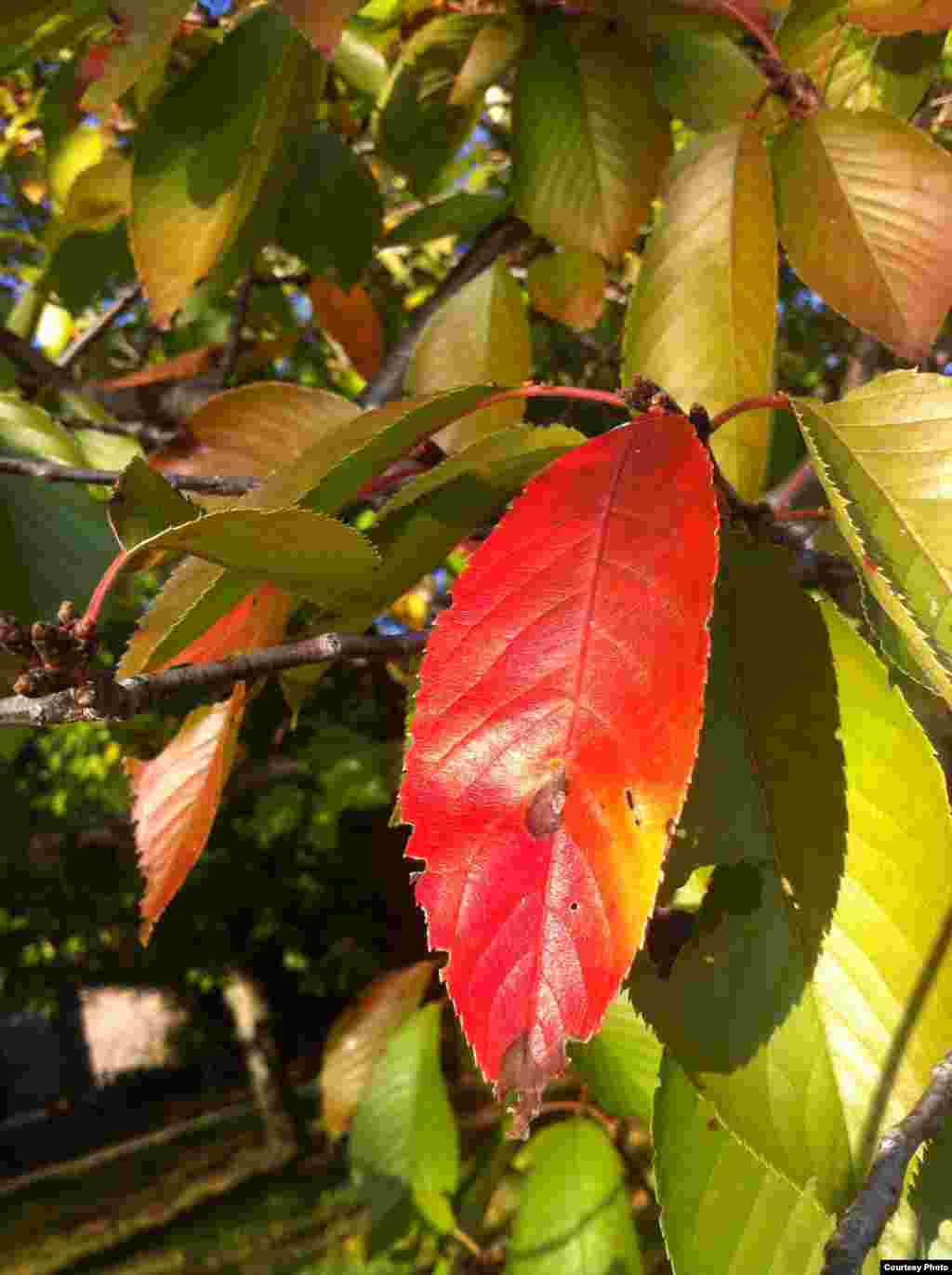 An ornamental cherry tree loses its leaves in the fall at the Tidal Basin, Washington, DC. (Amy Zanne)