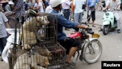 یک تاجر گوشت سگ در حال حمل چند سگ در یولین
