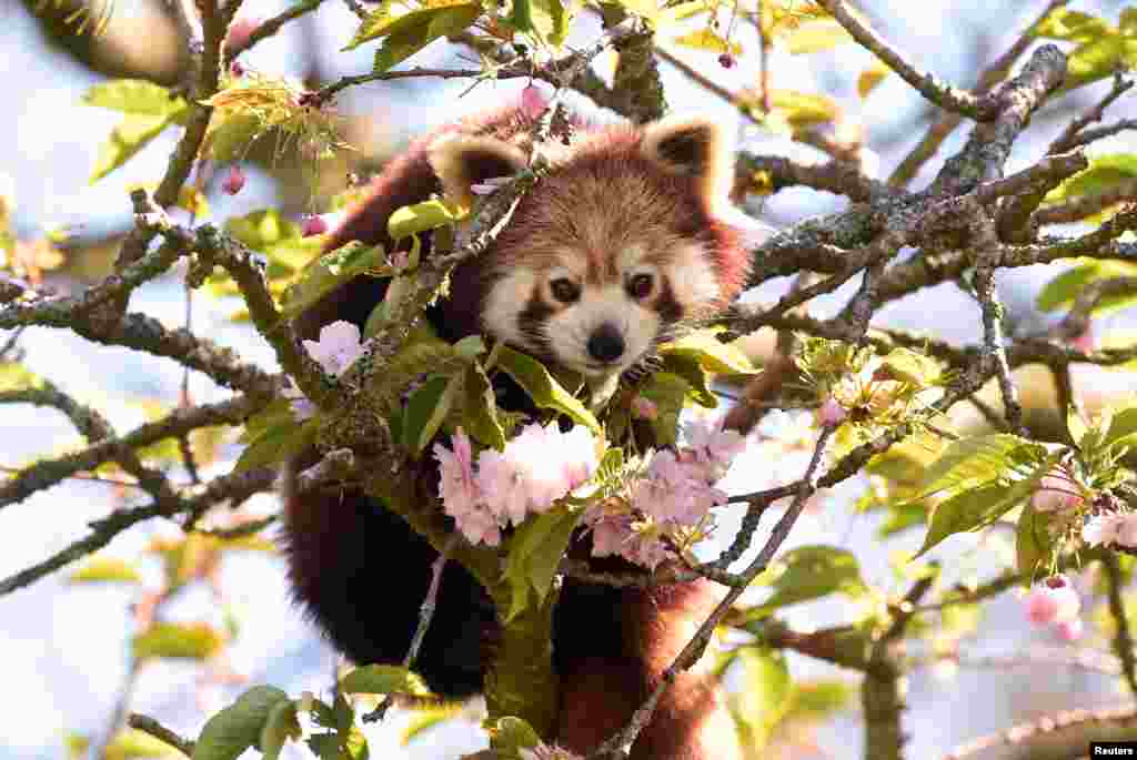 A red panda is pictured surrounded by cherry blossoms at the Manor Wildlife Park in St. Florence, Wales, Britain.