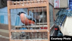 Zatočena ptica zimovka zaplenjena u akciji policije protiv krivolova, koji je prijavio Tim za borbu protiv krivolova Društva za zaštitu i proučavanje ptica Srbije (Foto: DZPPS)