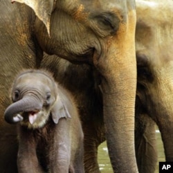 سری لنکا: جنگلی ہاتھیوں کی تعداد میں اضافہ